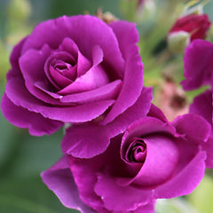 Whartons Roses ‘Rhapsody in Blue’ Shrub Rose (3-Litre Pot) image 0