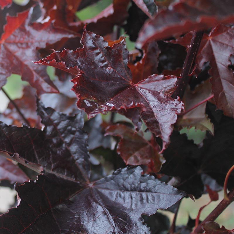 Acer platanoides ‘Crimson Sentry’ Tree (Norway Maple) (12-Litre Pot) image 0