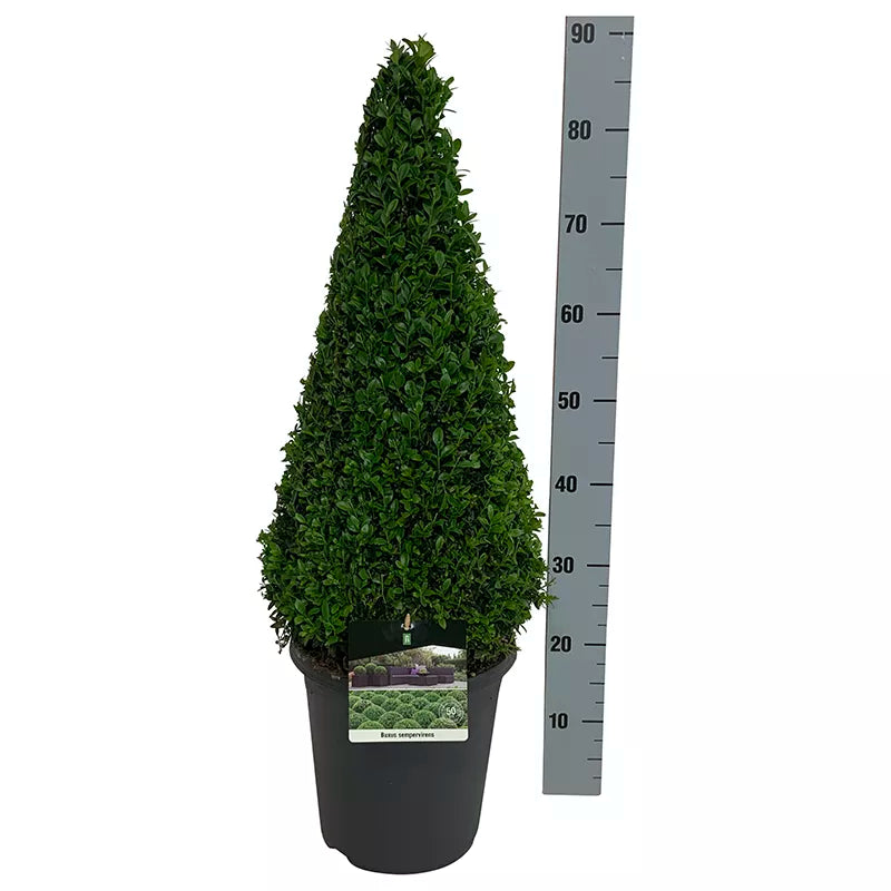 Buxus Sempervirens Topiary Pyramid image 0