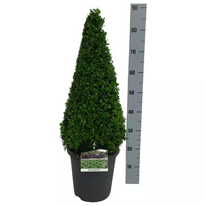 Buxus Sempervirens Topiary Pyramid image 0