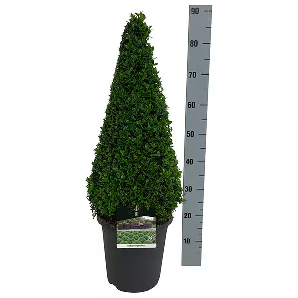Buxus Sempervirens Topiary Pyramid image 0