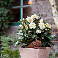 Helleborus 'HGC Snow Dance' (4.5 litre pot) image 1