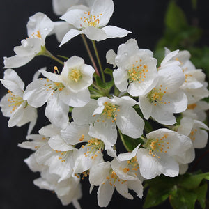 Malus brevipes ‘Wedding Bouquet’ Tree (Crab Apple) (12-Litre Pot) image 0