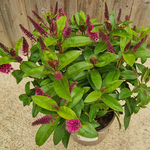 Hebe Addenda® 'Donna Nikka' (2-Litre Pot) image 1