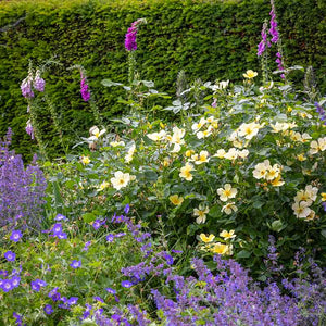 David Austin Tottering-by-Gently English Shrub Rose (6-Litre Pot) image 2