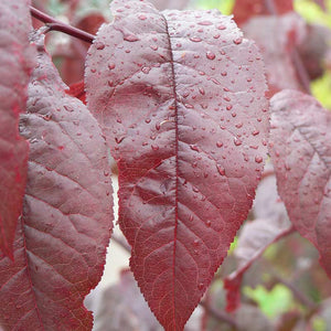 Prunus cerasifera ‘Spring Glow’ Tree (Cherry Blossom) (12-Litre Pot) image 1