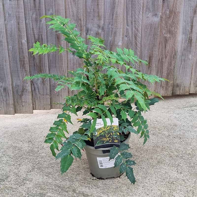 Mahonia × media 'Winter Sun' (3-Litre Pot) image 0
