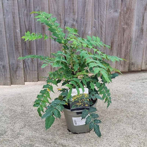 Mahonia × media 'Winter Sun' (3-Litre Pot) image 0