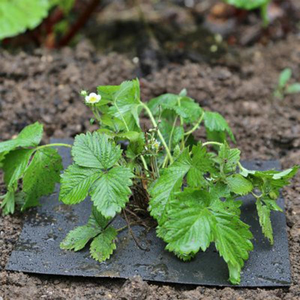 Vitax Biodegradable Mulch Mats image 1