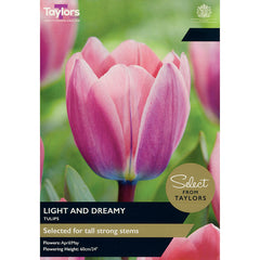 Tulip ‘Light and Dreamy’ (7 Bulbs) image 0