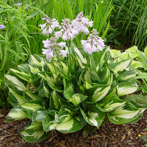 Hosta 'Whirlwind' image 0