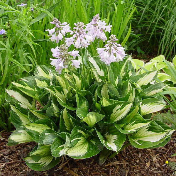 Hosta 'Whirlwind' image 0