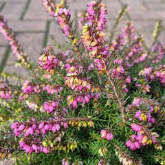 Erica x darleyensis 'Kramer's Rote' (Winter Heath) (2-Litre Pot) image 0