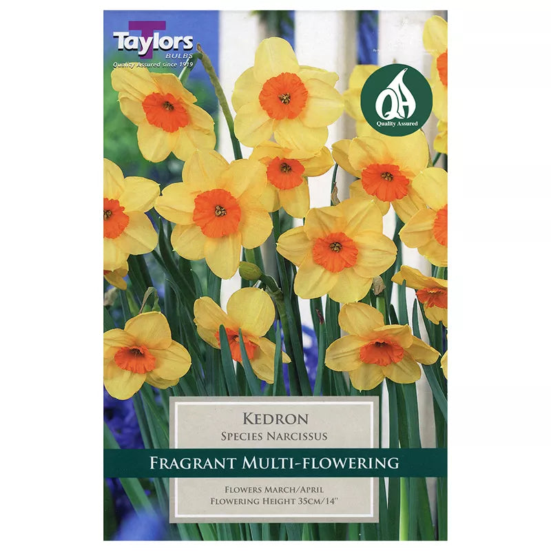 Narcissus 'Kedron' Daffodils (8 bulbs) image 0