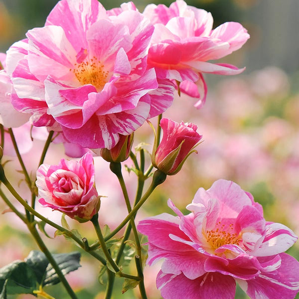 David Austin The King’s Rose™ English Shrub Rose (6-Litre Pot) image 0