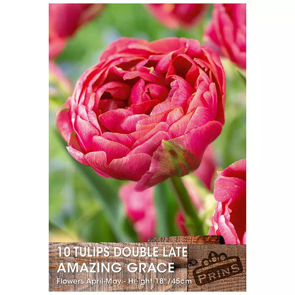 Tulip 'Amazing Grace' (10 bulbs) image 0