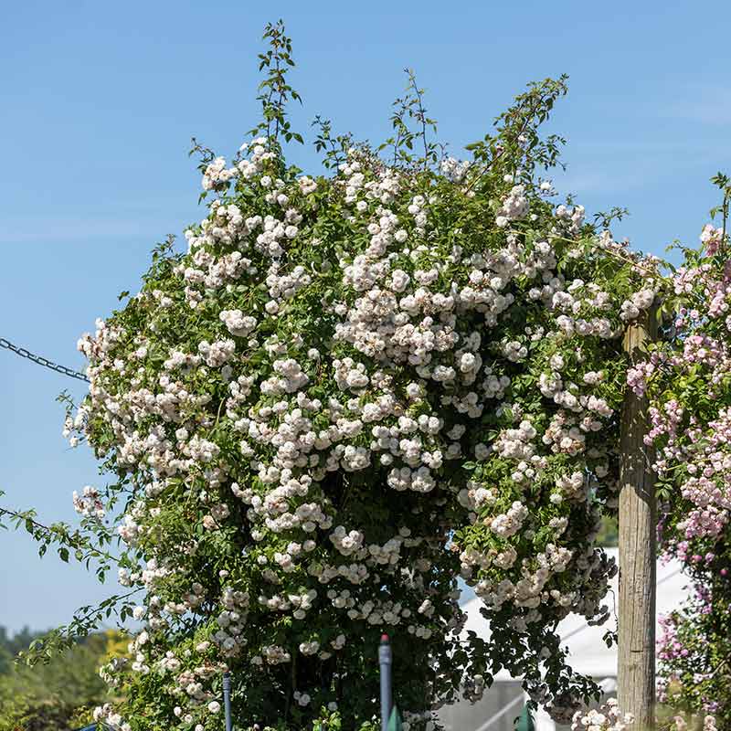 David Austin Félicité-Perpétue® Rambling Rose (6-Litre Pot) image 0