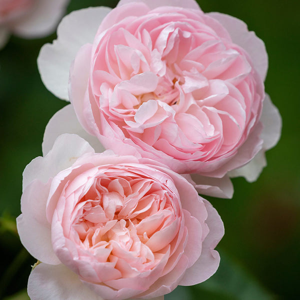 David Austin Gentle Hermione® English Shrub Rose (6-Litre Pot) image 2