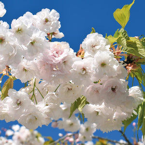 Prunus ‘Shogetsu’ Cherry Blossom Tree (Shimizu-zakura) (12-Litre Pot) image 0