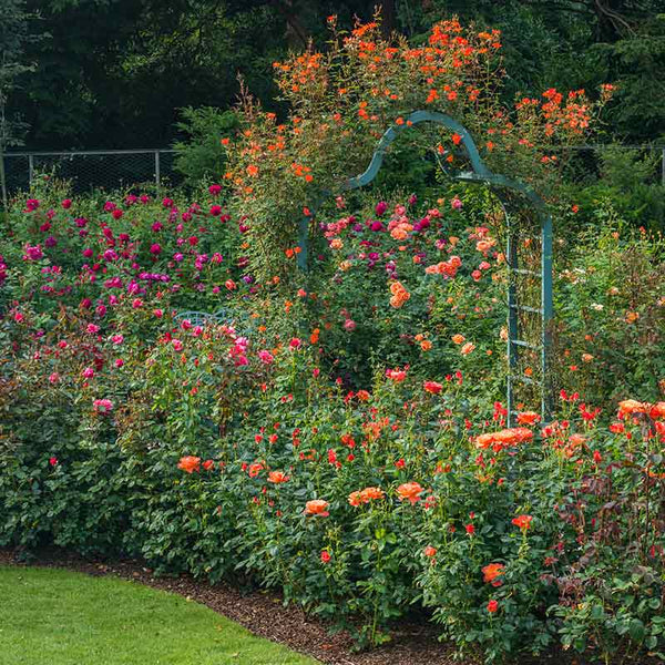 David Austin Warm Welcome® Climbing Rose (6-Litre Pot) image 1