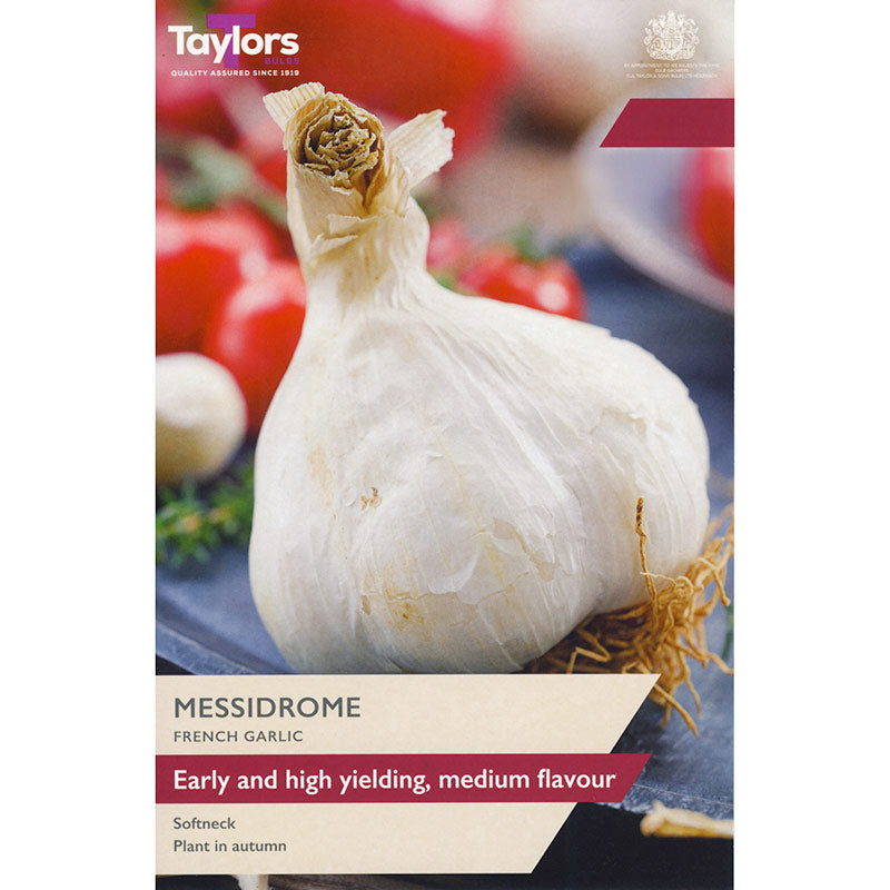 French Garlic 'Messidrome' (2 Bulbs) image 0