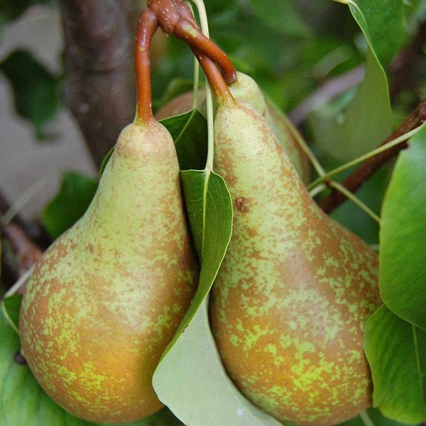 Pear ‘Concorde’ Tree (12-Litre Pot) image 1