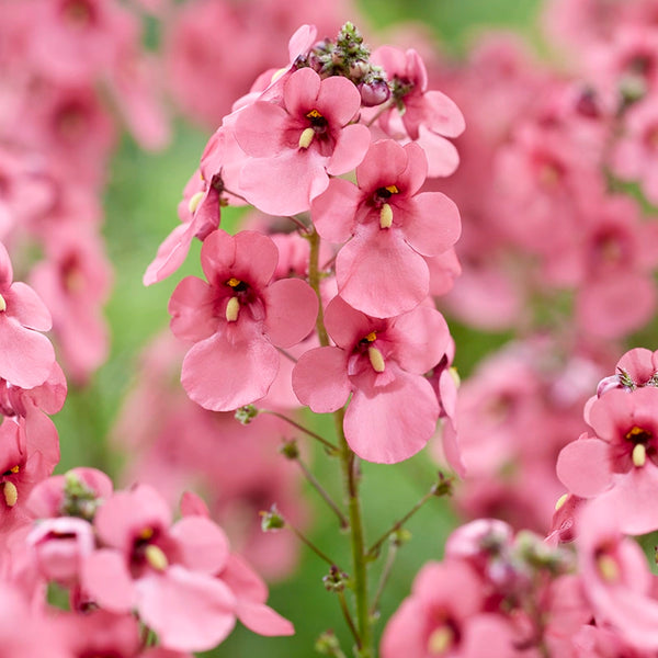 Diascia Personata 'Hopleys' image 0