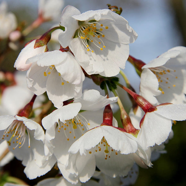 Prunus ‘Royal Flame’ Tree (Mieke) (12-Litre Pot) image 1