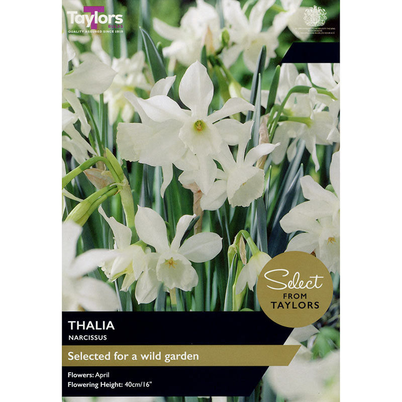 Narcissus ‘Thalia’ Daffodil (8 Bulbs) image 0
