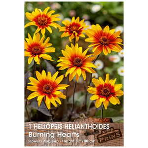 Heliopsis helianthoides 'Burning Hearts' (1 bulb) image 0
