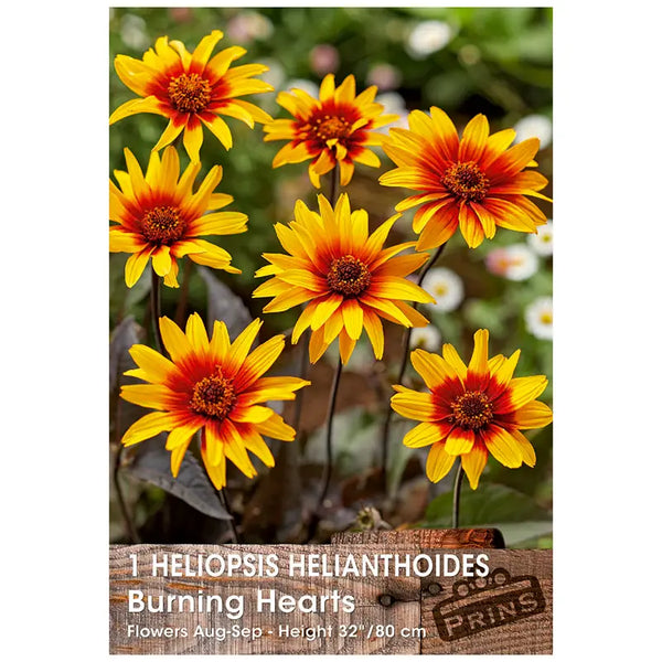 Heliopsis helianthoides 'Burning Hearts' (1 bulb) image 0