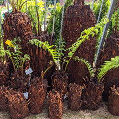 Dicksonia antarctica Tree Fern 3ft image 0