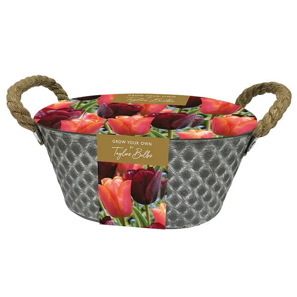 'Jimmy' and 'Ronaldo' Tulip Outdoor Metal Trough (7 bulbs) image 0