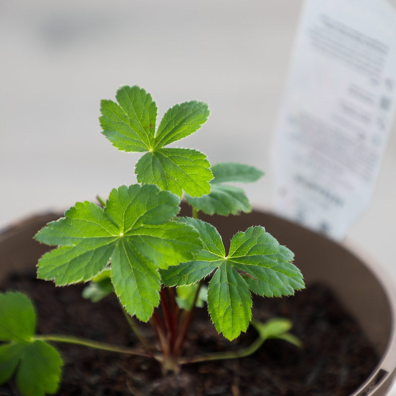 Astrantia major ‘Cerise Button’ (2-Litre Pot) image 0