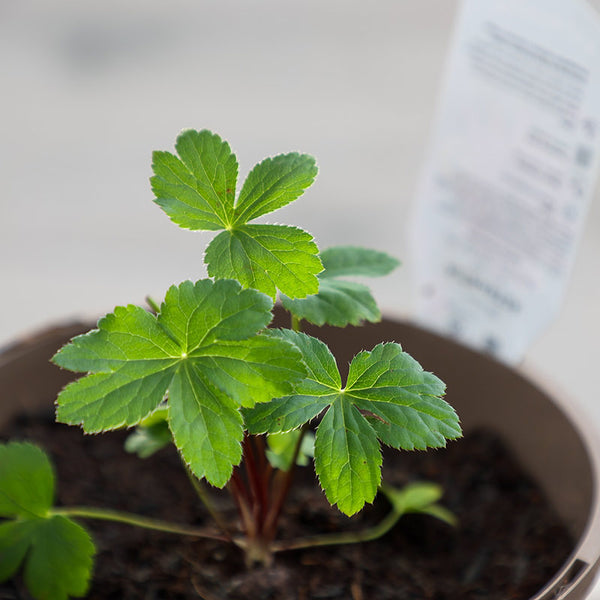 Astrantia major ‘Cerise Button’ (2-Litre Pot) image 1