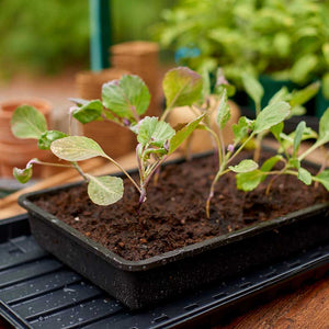 Gro-Sure Rigid Seed Tray image 2