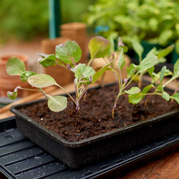 Gro-Sure Rigid Seed Tray image 2