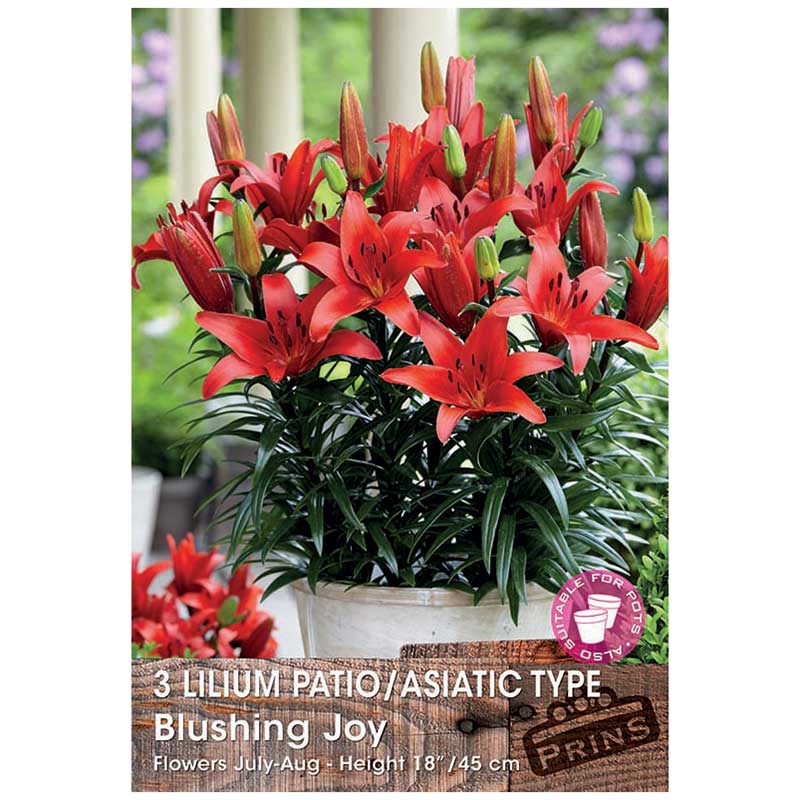 Lilium 'Patio/Asiatic Type Blushing Joy' Bulbs image 0