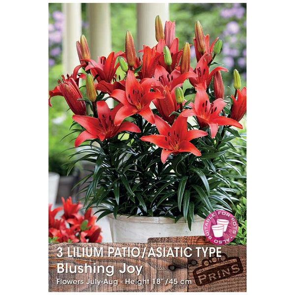 Lilium 'Patio/Asiatic Type Blushing Joy' Bulbs image 0