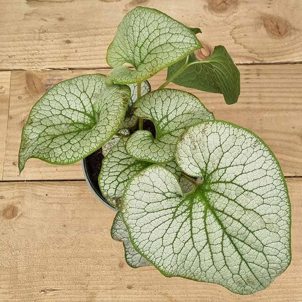 Brunnera macrophylla ‘Jack of Diamonds’ (2-Litre Pot) image 0
