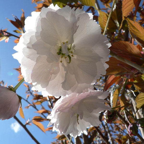 Prunus ‘Shirofugen’ Tree (Cherry Blossom) (12-Litre Pot) image 0