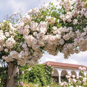 David Austin Adélaïde d'Orléans® English Rambling Rose (6-Litre Pot) image 1