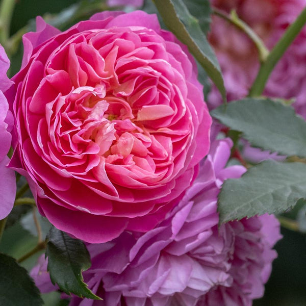 David Austin Emma Bridgewater® English Shrub Rose (6-Litre Pot) image 1