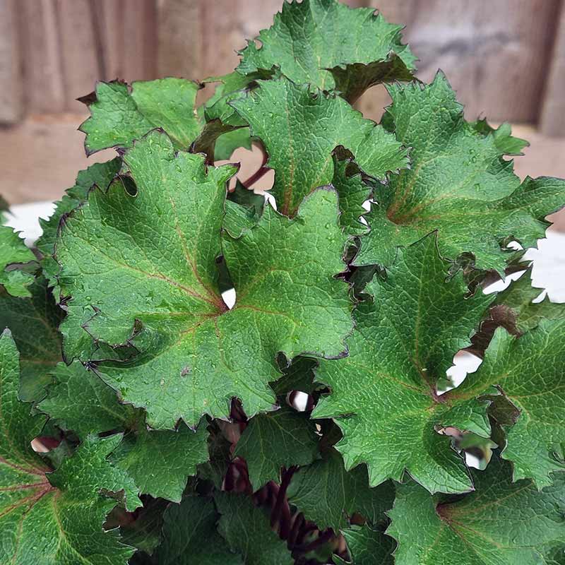 Ligularia dentata ‘Little Golden Ray’ (2-Litre Pot) image 0