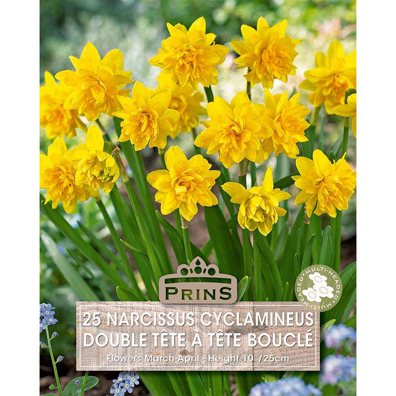 Narcissus Cyclamineus Double ‘Tête-à-tête’ Boucle Daffodil (25 Bulbs) image 0