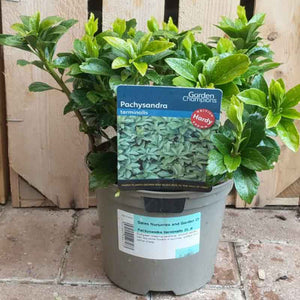 Pachysandra terminalis 'Green Carpet' (2-Litre Pot) image 0