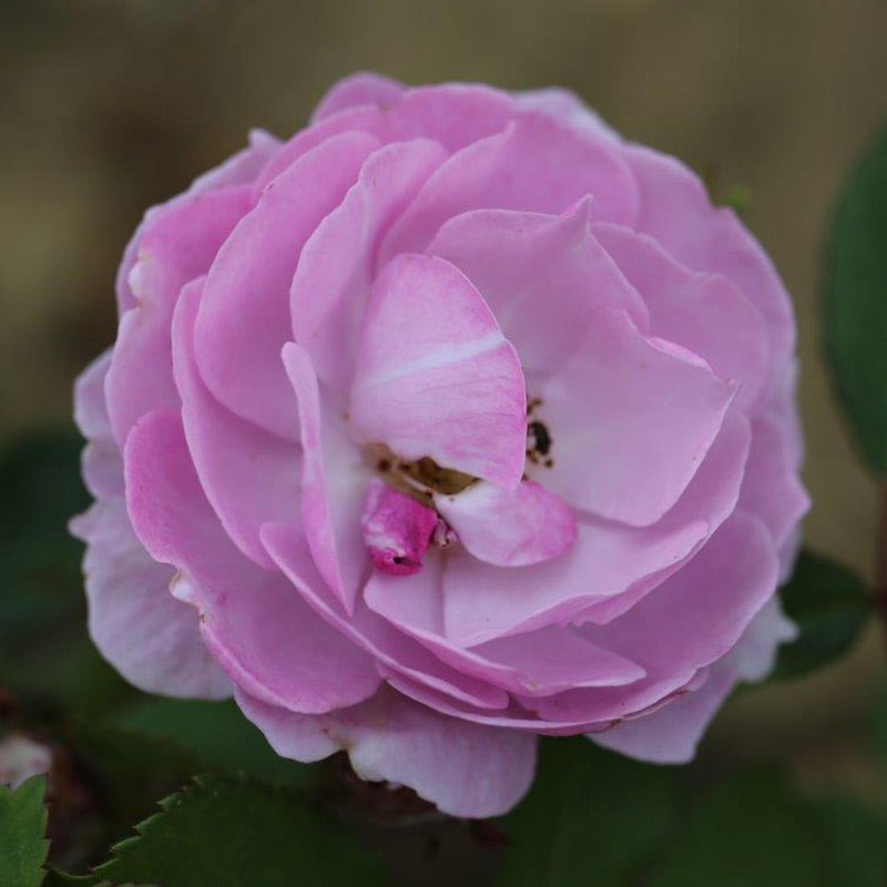 Whartons Roses ‘Lilac Bouquet’ Climbing Rose (4-Litre Pot) image 0