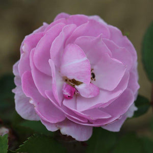 Whartons Roses ‘Lilac Bouquet’ Climbing Rose (4-Litre Pot) image 0