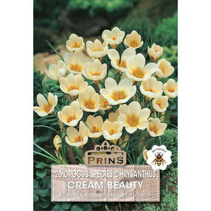 Crocus 'Cream Beauty' (20 bulbs) image 0