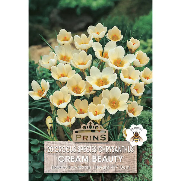 Crocus 'Cream Beauty' (20 bulbs) image 0